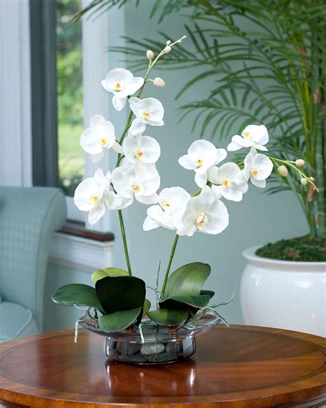 Phalaenopsis Silk Orchid Silk Orchids Flowers And Plants