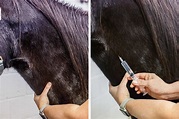 Injection Instructions: How To Give Horses Injections - Barrel Horse News