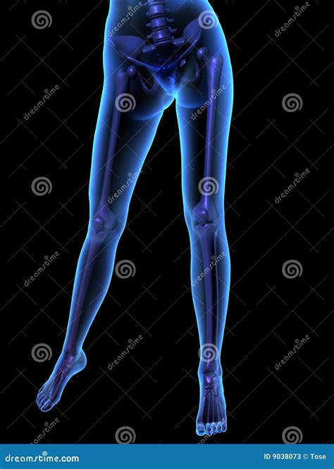 X Ray Illustration Of Female Human Body And Skelet Stock Illustration Illustration Of Science