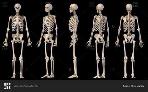 Human Anatomy Full Body Male Skeleton Five Views Perspective Front Rear And Side On Black
