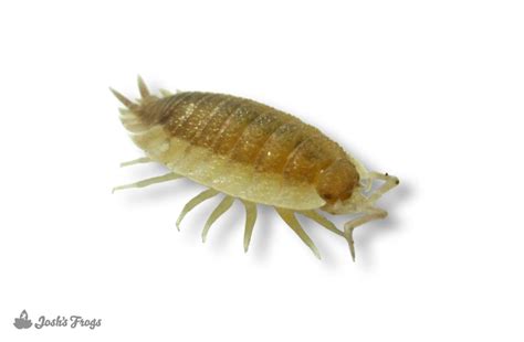 Porcellio Scaber ‘ghost Isopods 10 Count