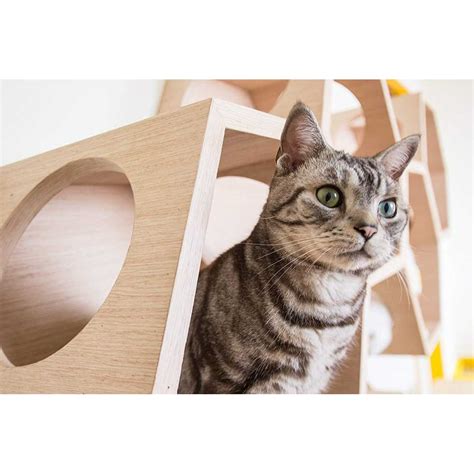 Free delivery and returns on ebay plus items for plus members. Busy Cat Wall Mounted Cat Perch and System - 236 ...