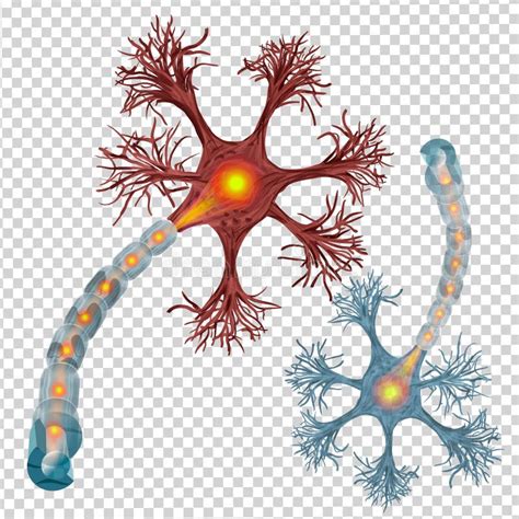 Neurona Anatomia Del Sistema Nervioso Images And Photos Finder