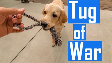 How To Play Tug Of War With Your Dog Without Making Him Aggressive