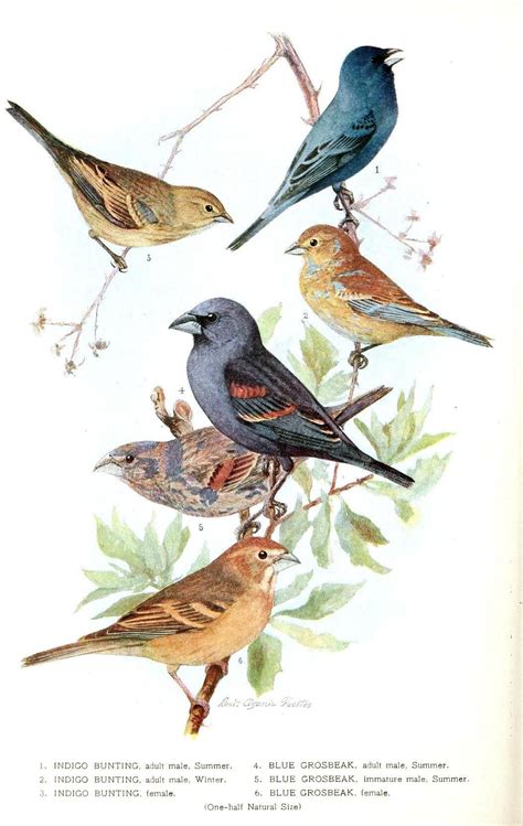Animal Bird Indigo Grossbeak Vintage Birds Bird Printables Bird Art