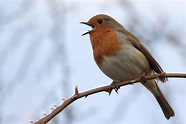 Why Do Birds Sing? | Nature | Embrace Nature UK