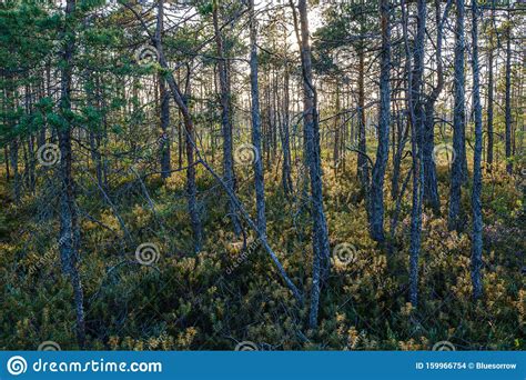 Pine Tree Growe In Sunny Summer Forest With Blur Background Stock Photo