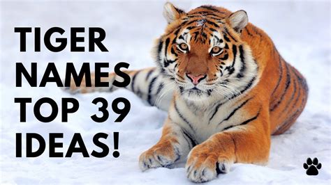 Tiger Names 39 TOP BEST CUTE Names Ideas Names YouTube