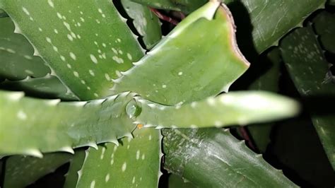 Untuk daun tanaman lidah buaya cukup mudah untuk dikenali, yaitu berbentuk lebar pada bagian ujung meruncing ditumbuhi duri, selain pangkal daunnya pada bagian pucuk juga terdapat duri. 5cara penggunaan lidah buaya untuk kecantikan - YouTube