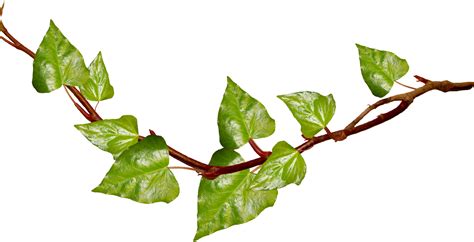 Download Vine Cliparts Transparent Leaf Vine Transparent Background