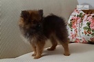 Griffin: Pomeranian puppy for sale near Bloomington, Indiana. | c1df82ff11