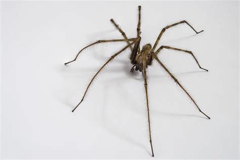 Aber sie folgen ihrem futter. Wie kommen Spinnen ins Haus & wie hält man sie fern ...