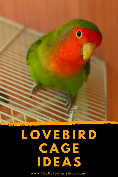 Best Cage For Lovebirds Artofit