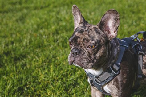Annapolis, arbutus arnold, aspen hill, baltimore, bel air, north bel air south, bethesda, bowie, carney, catonsville, chillum, clinton. RUFFined Spotlight: Mateo the French Bulldog | Seattle Refined