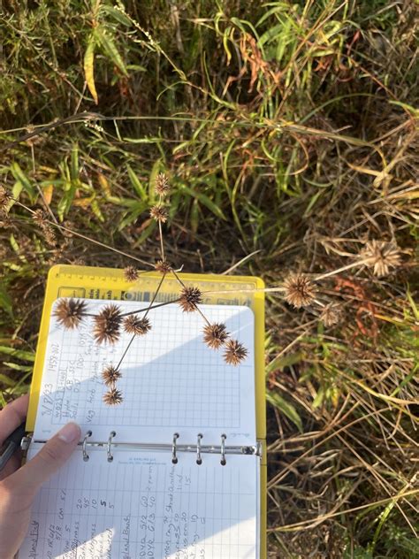 Rushes From Carla Ct Conroe Tx Us On August At Am By Carson Lambert Inaturalist