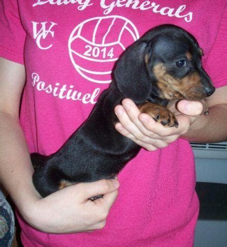 Dachshund puppies are very cute, and you'll really look forward to picking one out to bring home with you. Miniature Dachshund Puppies (2 Left!) for Sale in Gladys ...