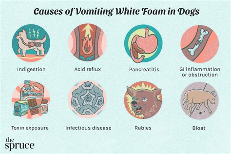 What Causes A Dog To Vomit And Not Eat