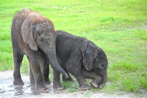 Cuteness Alert Lowry Park Zoos New Baby African Elephant