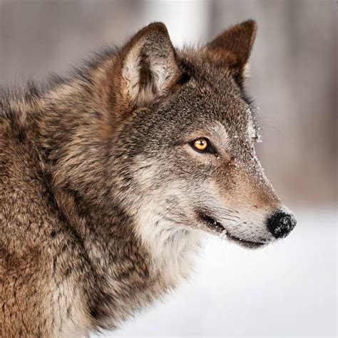 Wolf Profile Stock Photos Pictures And Royalty Free Images Istock