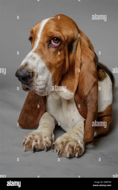 A Basset Hound Poses In A Studio With Grey Background Stock Photo Alamy