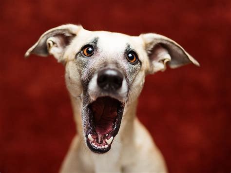 Im Shocked Dogs Pinterest