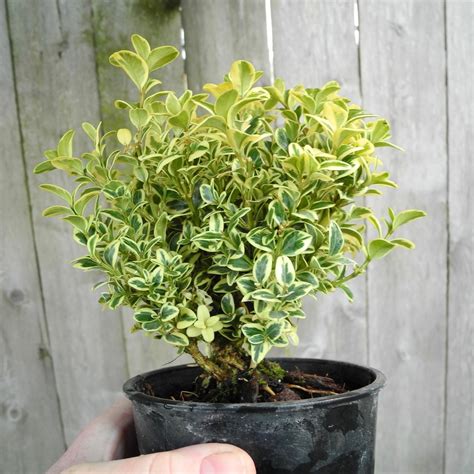 Miniature Garden Tree Variegated English Boxwood Buxus