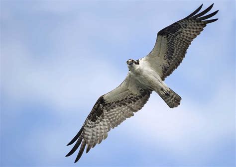 Osprey In Flight Cool Wildlife