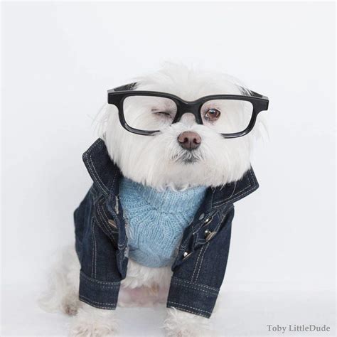 The Best Dog Clothing Brands For Stylish Pet Clothes Dog Clothing