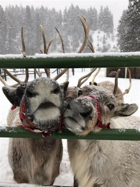 Reindeers Cute Animals Christmas Wonderland Winter Christmas