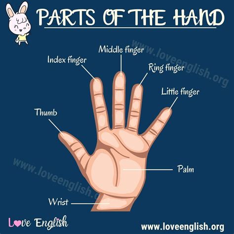 Parts Of The Hand English Learn English Vocabulary English Vocab