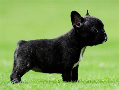 French bulldogs weighing more than 28 pounds is considered a disqualification. Everything You Need To Know About The French Bulldog Dog ...
