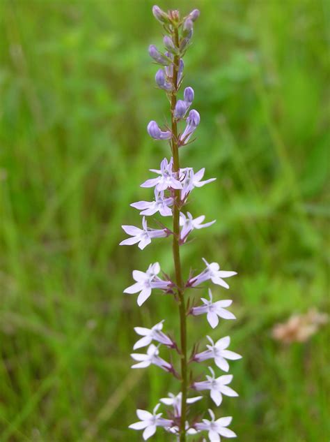 Fragmentation Of Prairies Consequences For The Gynodioecious Species