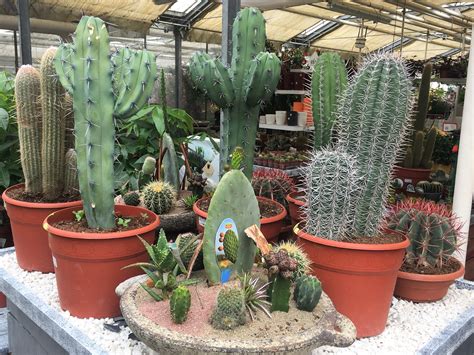 This category is for the plants in the grasses category with native habitat information in the family poaceae. Les plantes grasses et cactées - Jardinerie Toulousaine