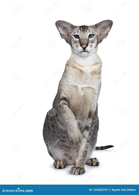 Handsome Siamese Tabby Male Adult Cat On White Background Stock Image