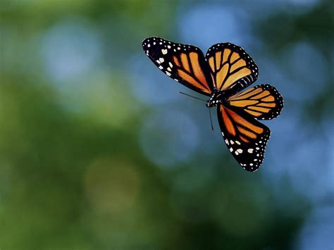Butterfly Monarch Flying Butterfly Mania