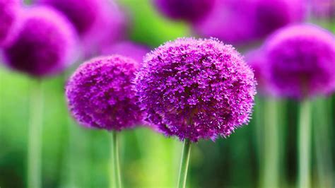 Beautiful Purple Flower Pictures High Quality Media