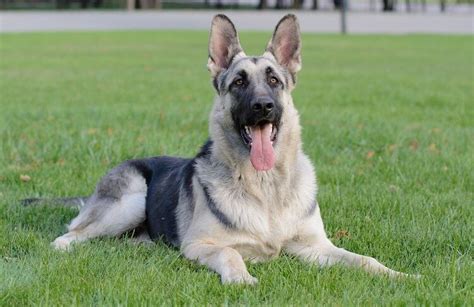 German Shepherd Colors A Complete List Of All 13 Recognized Coat Colors