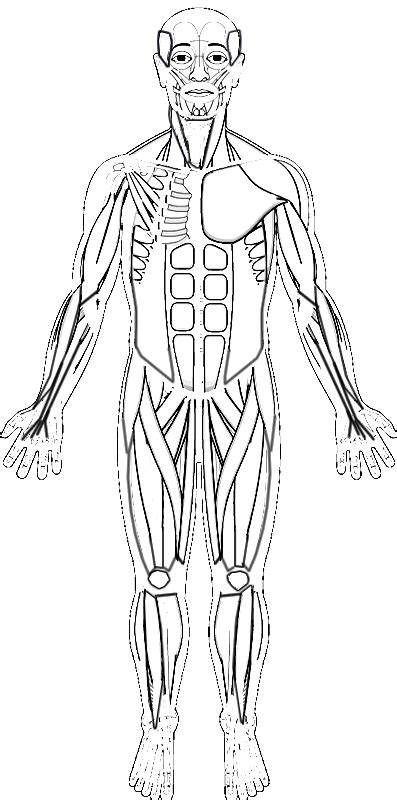 Printable Muscle Anatomy Coloring Human Body Muscles Types Of Muscles