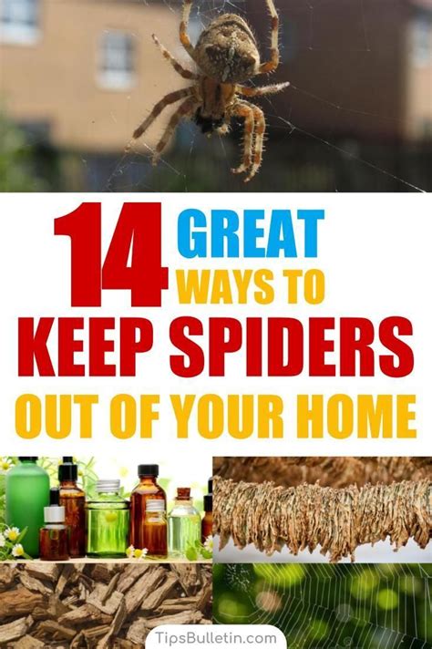 14 Great Ways To Keep Spiders Out Of Your Home Naturally Spiders