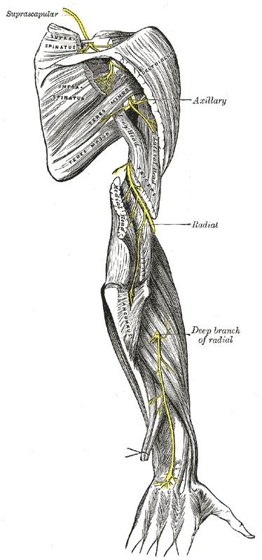 Anatomy Shoulder And Upper Limb Radial Nerve Statpearls Ncbi