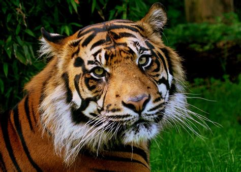 Sumatran Tiger Flickr Photo Sharing