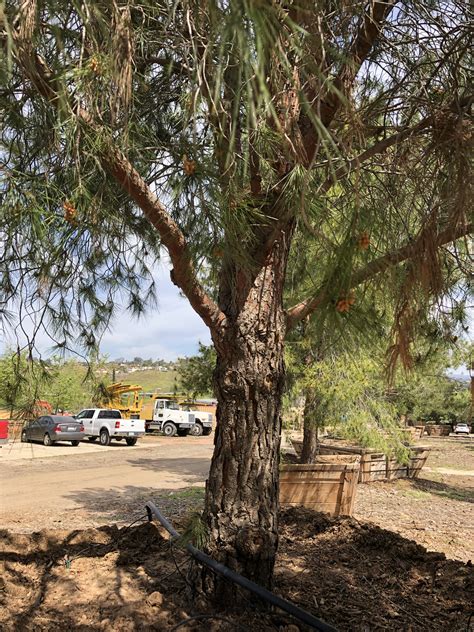 Pinus Halepensis Aleppo Pine Big Trees Nursery