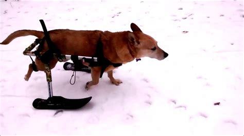 Annie Takes On Her New Skis Dog Wheelchair Pup Skiing