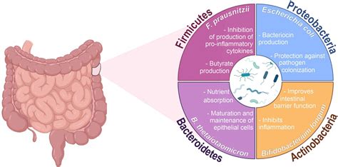 Frontiers Role Of Gut Microbiota In Infectious And Inflammatory Diseases