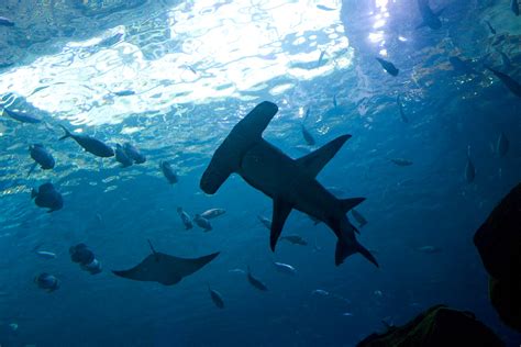 Hammerhead Shark Gary J Wood Flickr