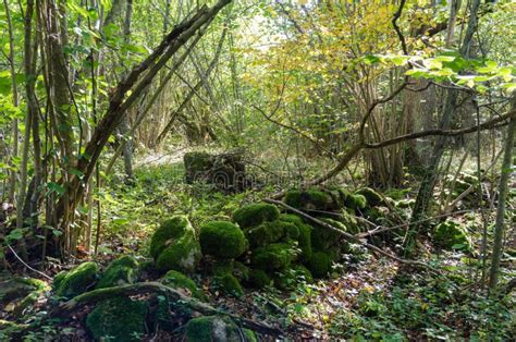 Old Moss Covered Dry Stone Wall In A Forest Stock Image Image Of