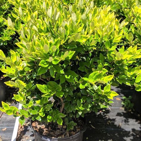 Ligustrum Japonicum Recurvifolium ~ Recurve Ligustrum Evergreen