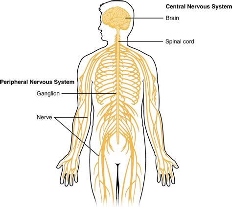 The central system is the primary command center for the body, and is comprised of the brain and spinal cord. 12.1 Basic Structure and Function of the Nervous System ...