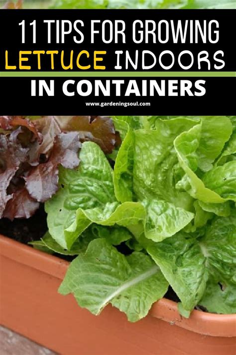 11 Tips For Growing Lettuce Indoors In Containers