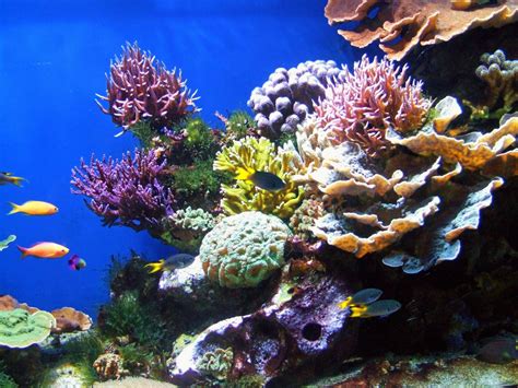 Colorful Coral Reef Wallpaper 50 Images